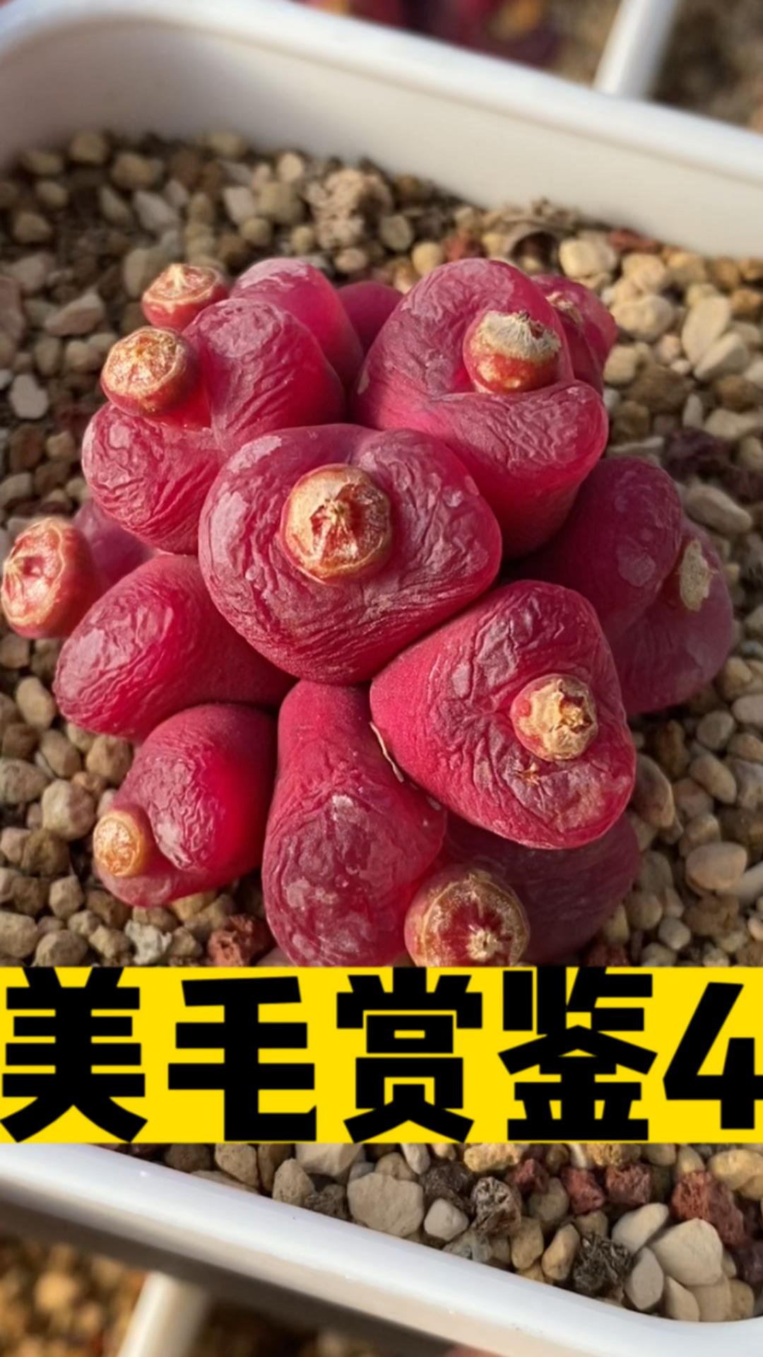 大群生毛汉尼肉锥
