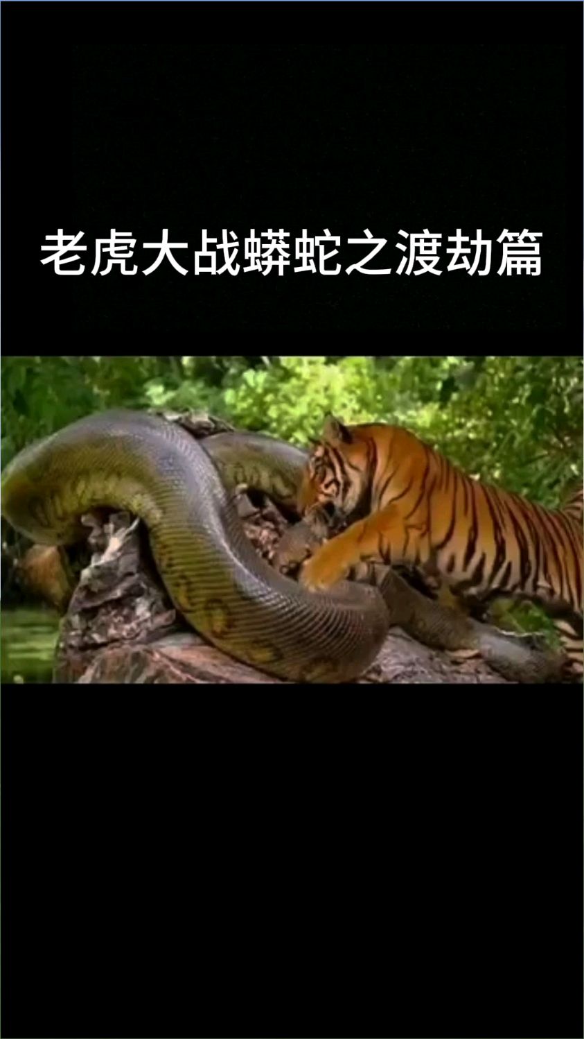 快饿死的老虎,居然挑战大蟒蛇