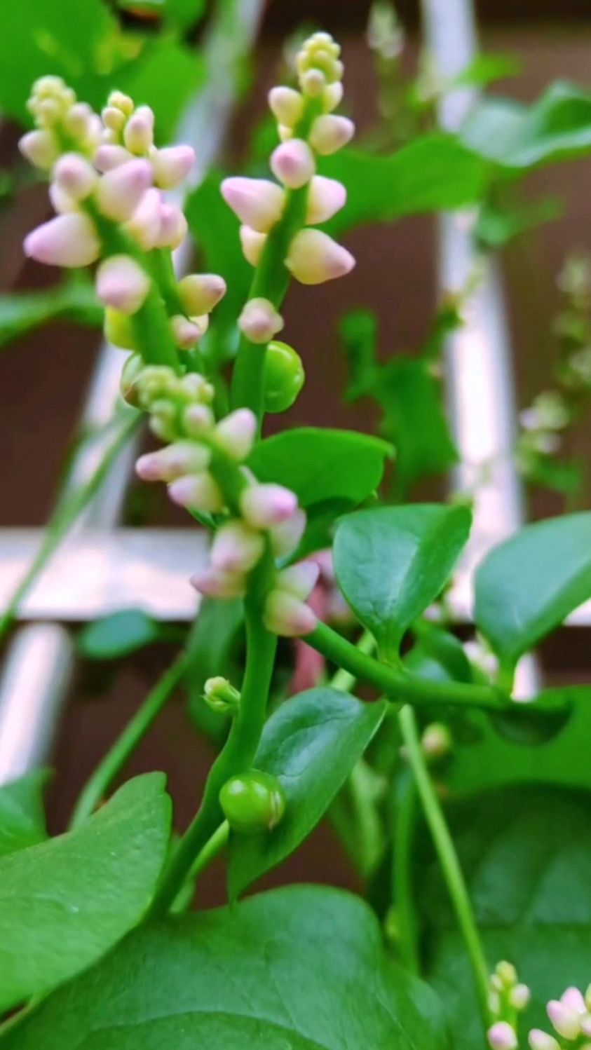 节日窗前木耳菜雨中花开正好