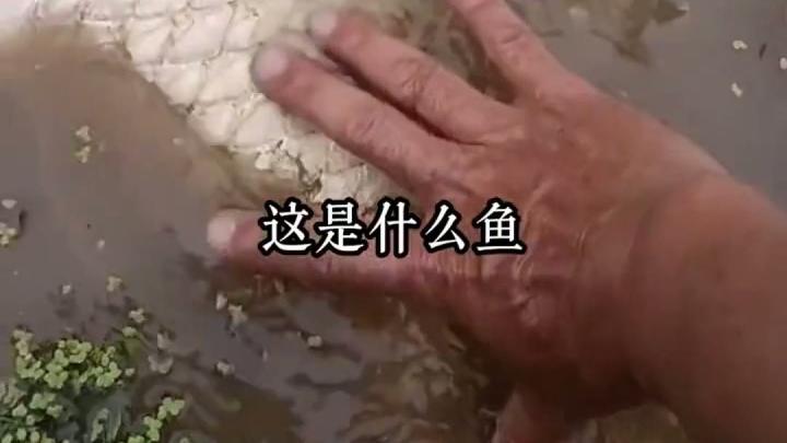 如何辨别常见鱼类?快速识别不同鱼类的特征与名称 #鱼 #真实生活分享计划 #海洋动物 #科