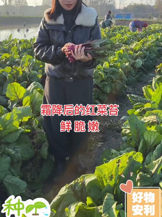 脆甜红菜苔，蒜蓉清炒香到舔盘