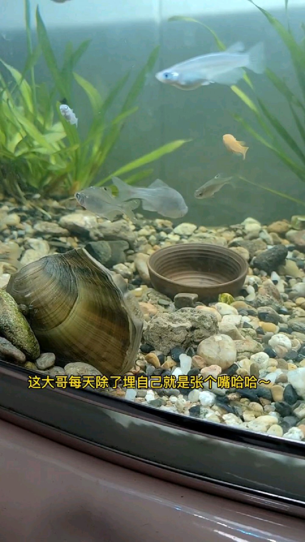 鳑鲏原来是这样繁殖的！