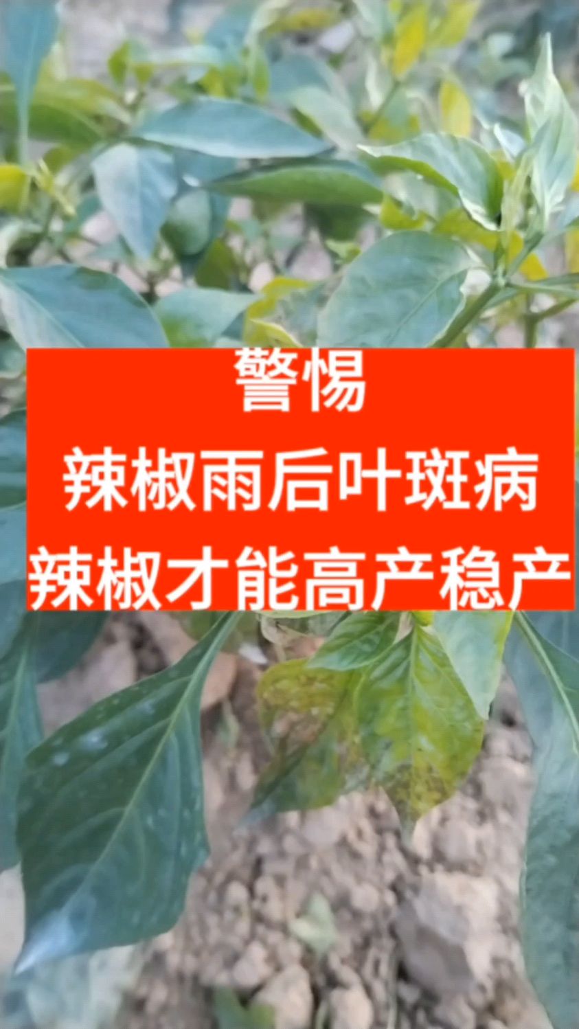 警惕辣椒雨后叶斑病,辣椒才能稳产高产#三农种植#辣椒种植#蔬菜种植管理
