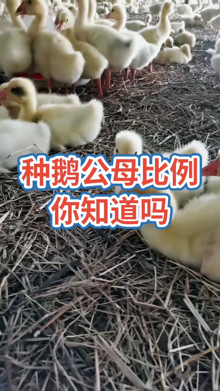 种鹅公母比例你知道吗?