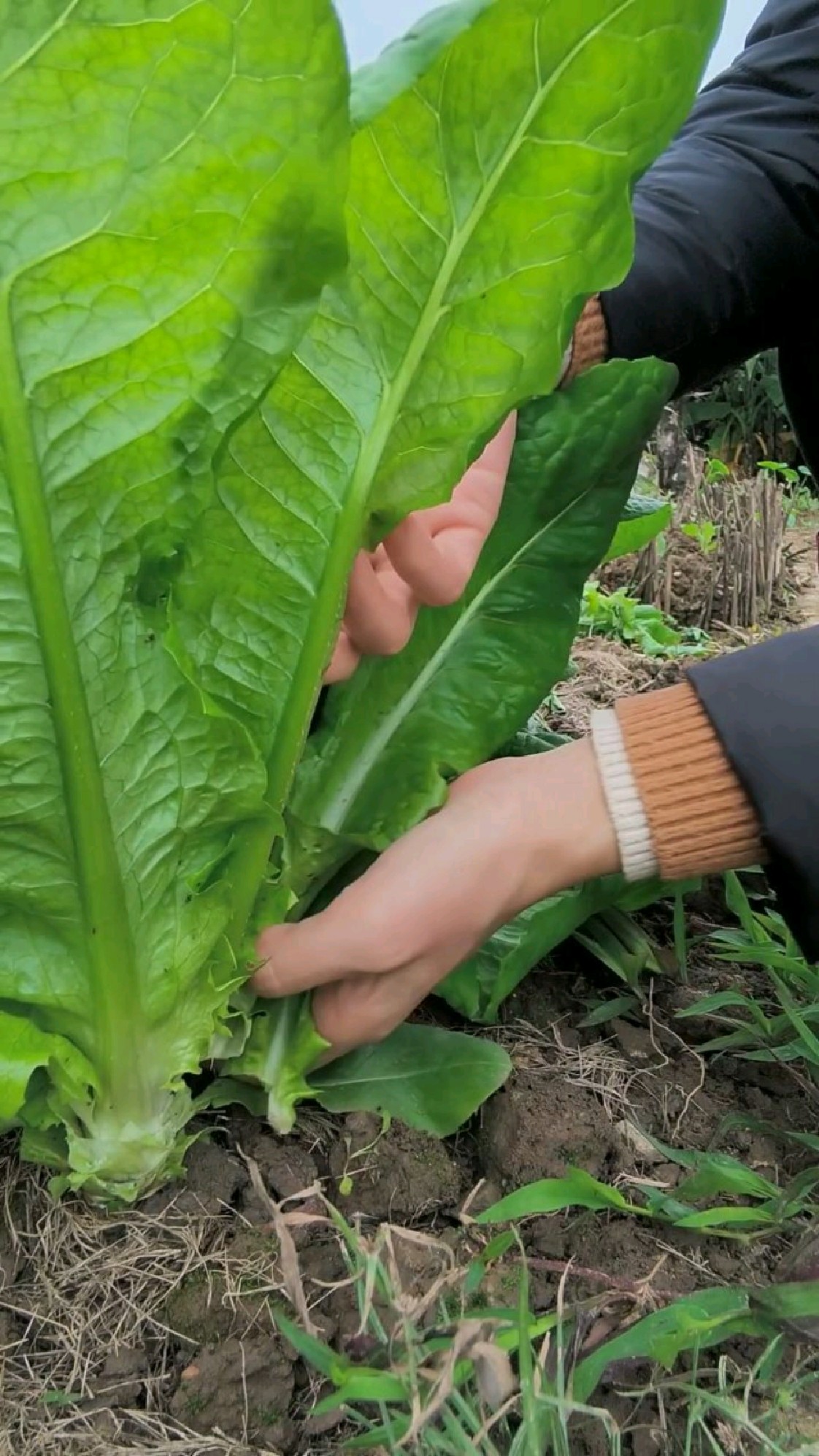 乌香菜比生菜油麦菜都要好吃啊!