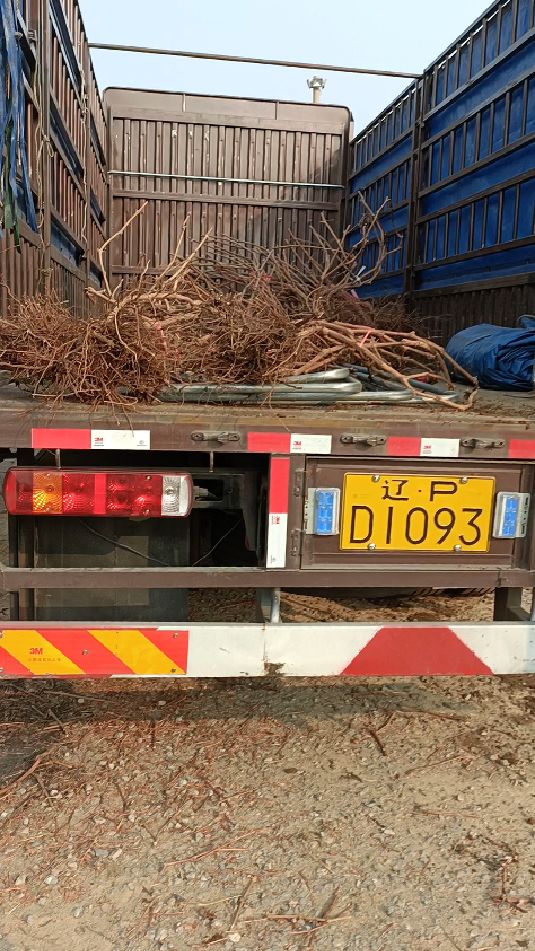 大阳光玫瑰葡萄树苗开挖发车,3年结果树正在高产期当年栽当年结果!