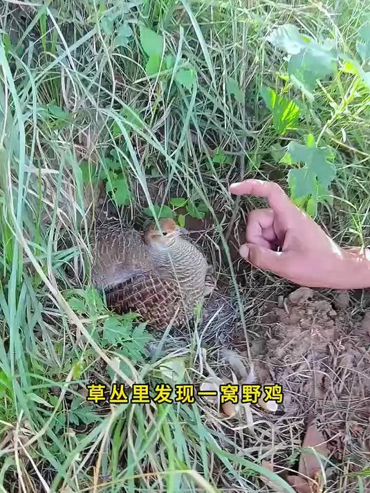 草丛里发现一窝野鸡,这鸡妈妈胆子真大,怎么抓都不会跑。