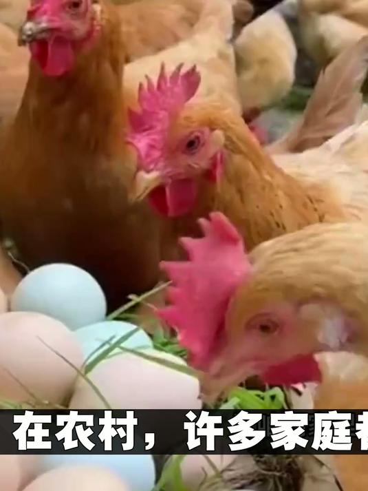 农村母鸡下蛋后狂叫十分钟?真相不是疼,竟是在护窝蛋