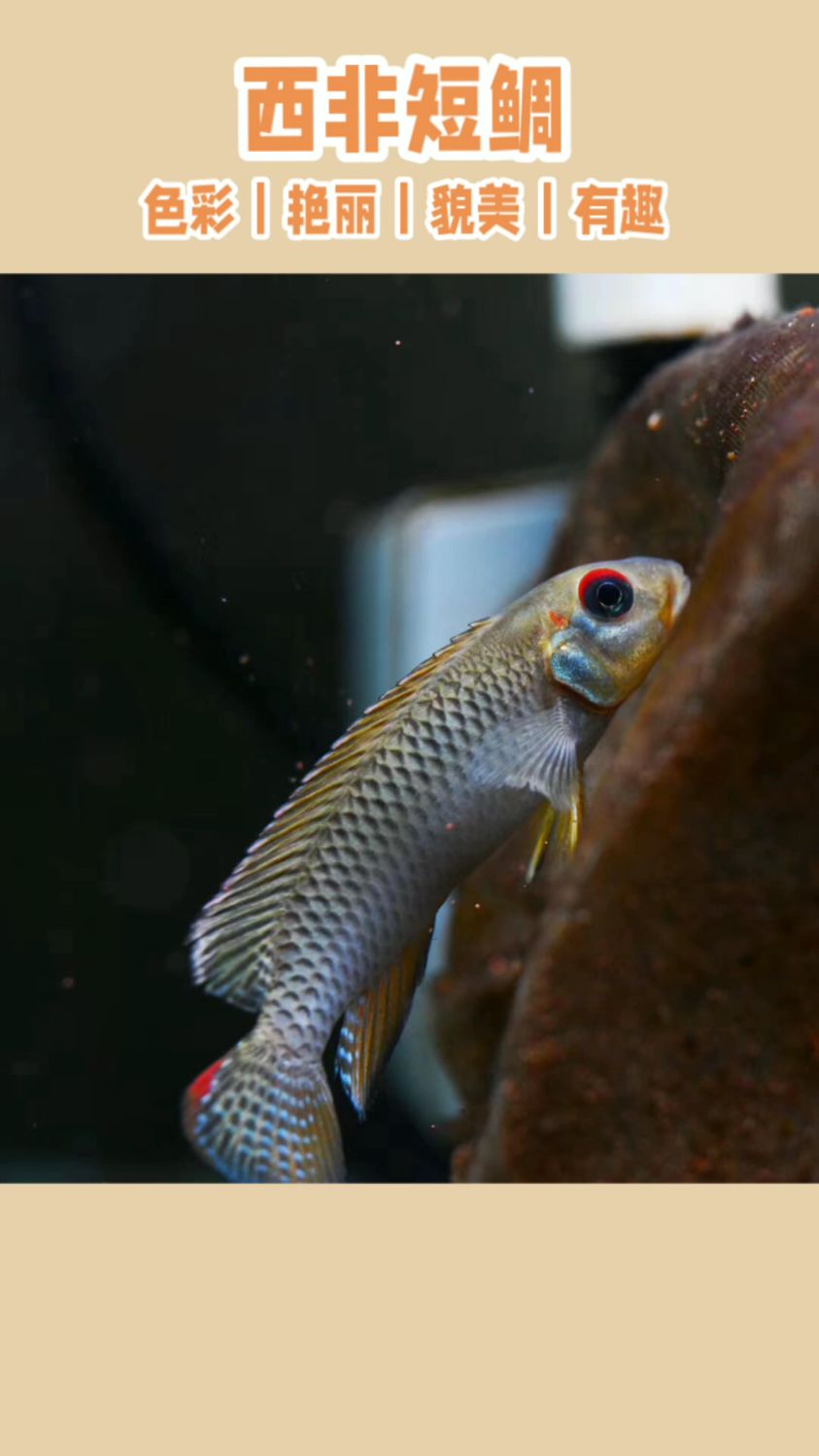 鲷科鱼是最成功的淡水鱼之一!