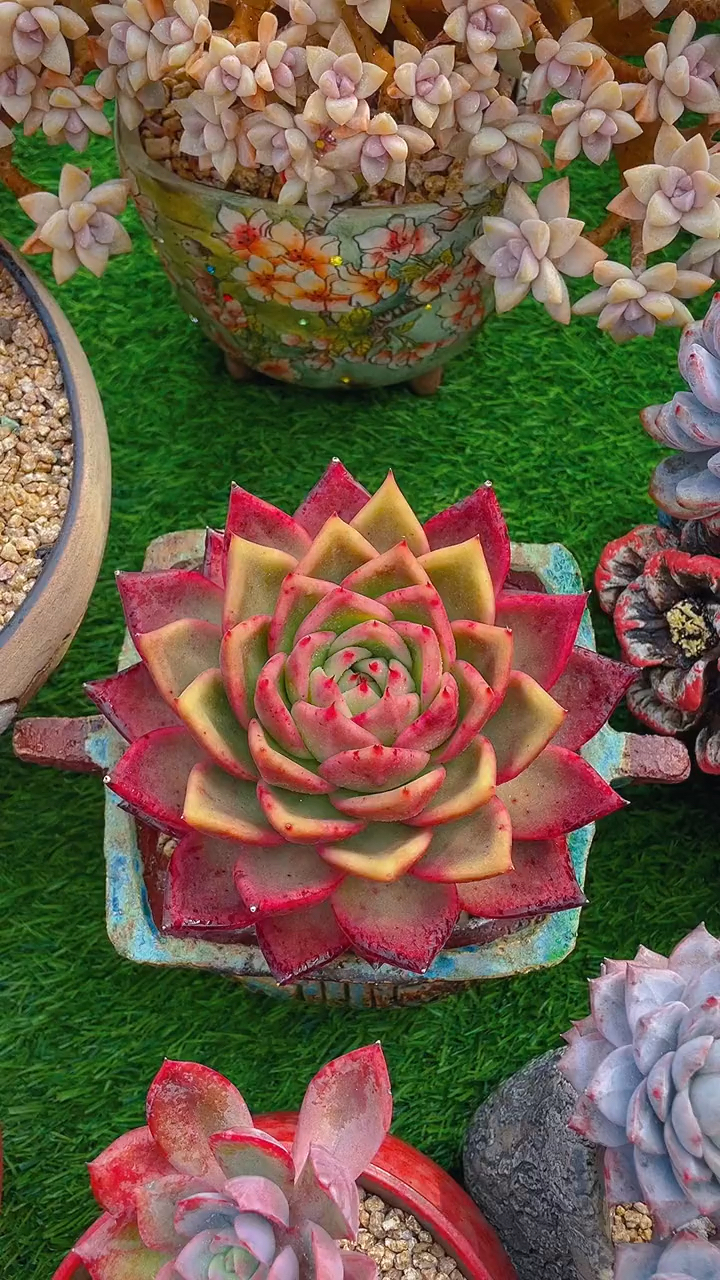 金色香槟状态越来越好了,也就冬季才能欣赏这么漂亮的多肉