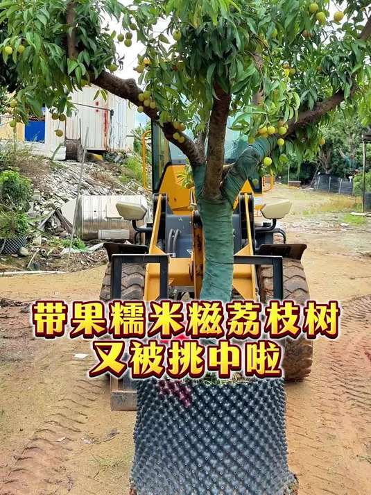 果肉香甜多汁,树形漂亮的糯米糍荔枝又被客户看上啦