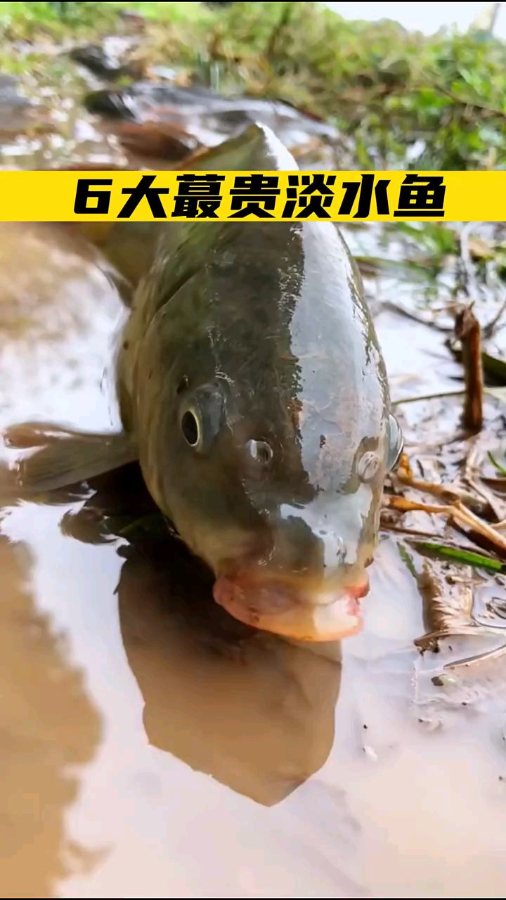 最贵的淡水鱼是什么鱼