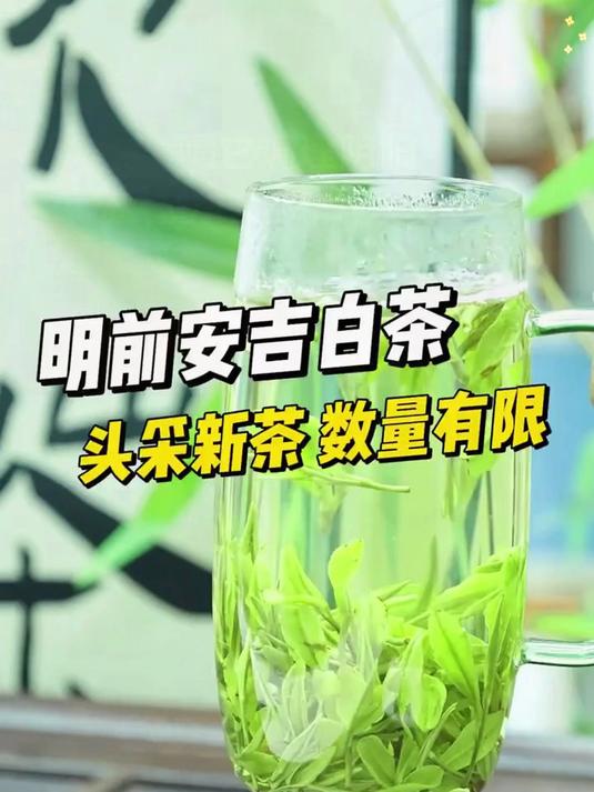 安吉白茶 茶汤黄绿透亮 美到舍不得喝