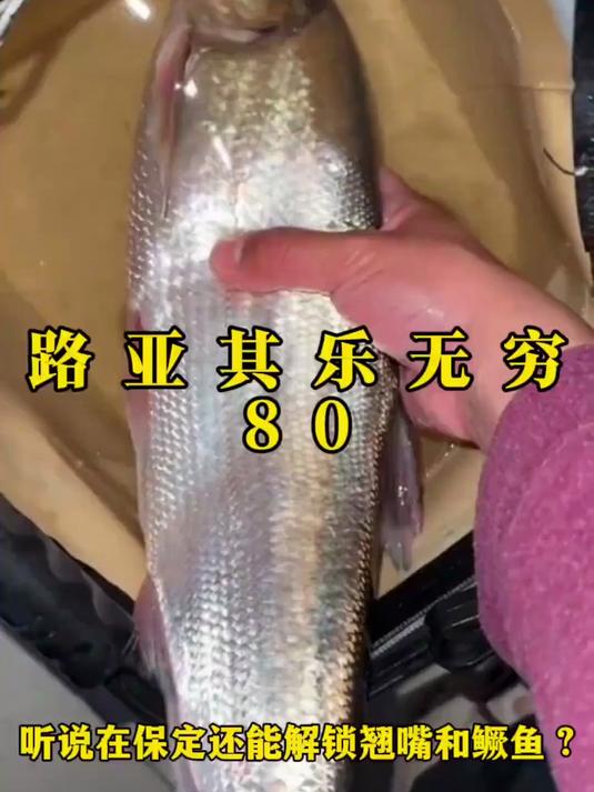 在保定唐河探寻米级翘嘴鱼 大鳜鱼