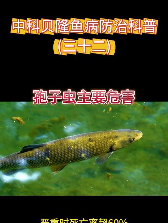 孢子虫主要危害,中科贝隆鱼病防治科普系列