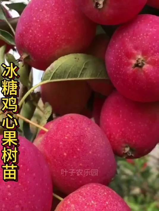 鸡心果苗这么牛?南北方都能种,还易管理!