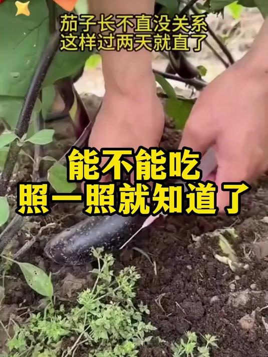 青菜瓜果猪肉,光靠眼看实在辨不出好坏!#紫光灯#