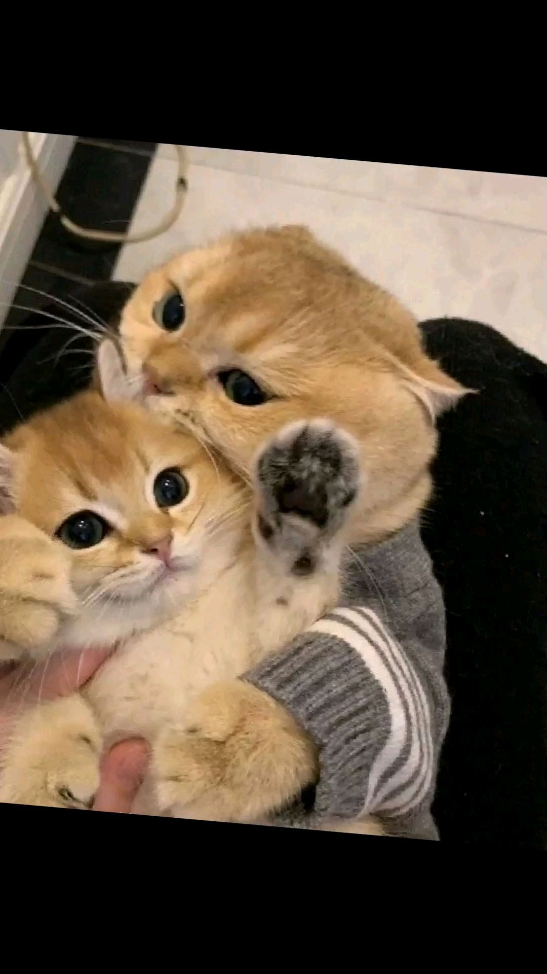 猫咪情头磕一下