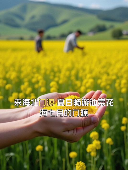 来海北门源,夏日畅游油菜花海