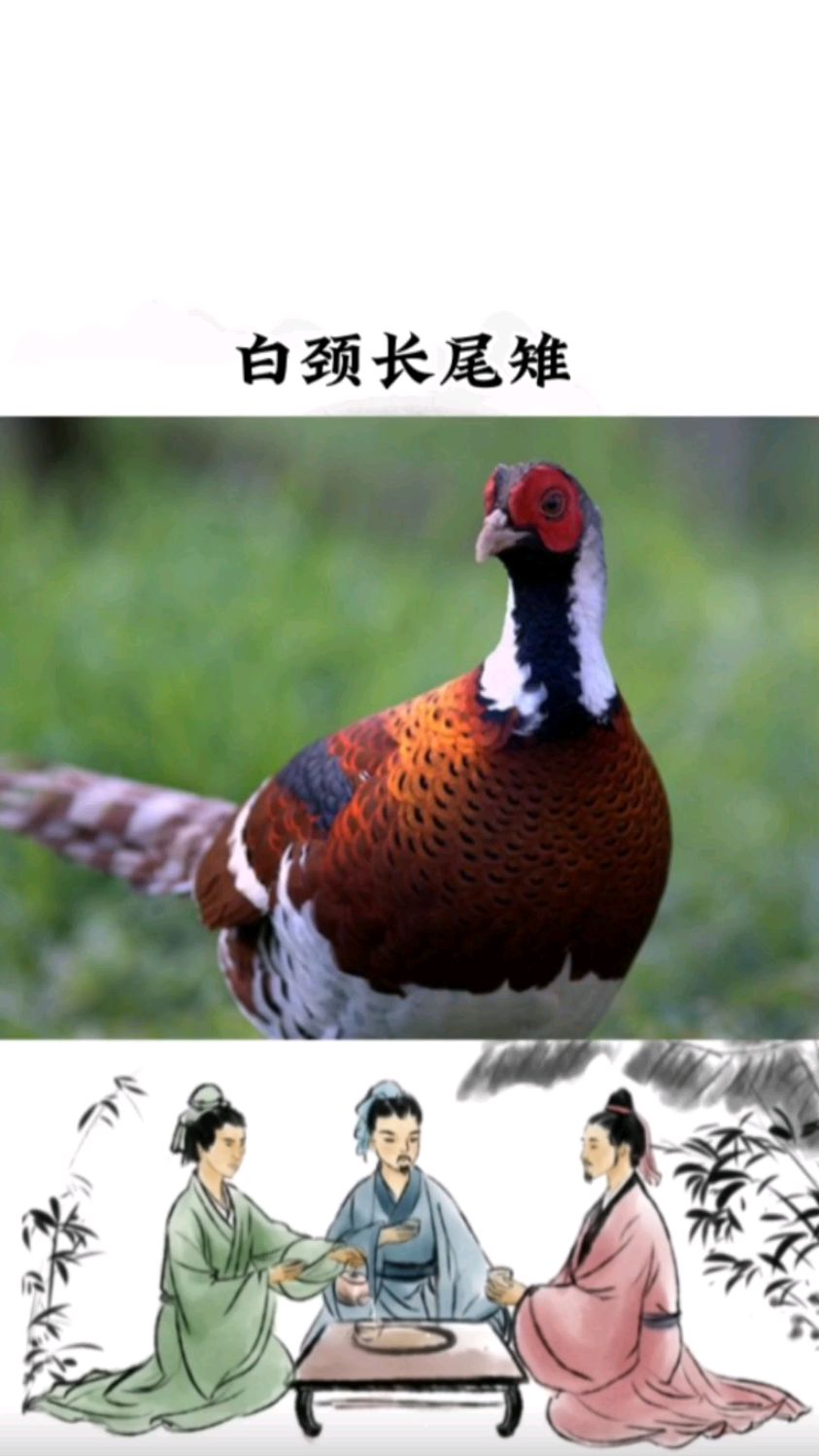 白颈长尾雉,被称为“鸟中国宝”,机警且极少鸣叫,是中国特有鸟类