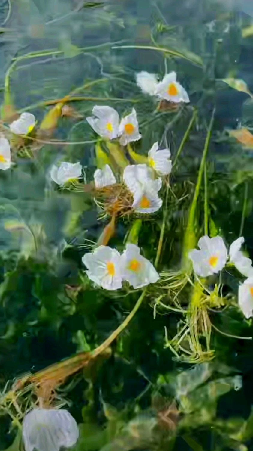 知道这种漂亮的小花叫什么吗?不仅好看而且能吃哦。海菜花也叫水性杨花