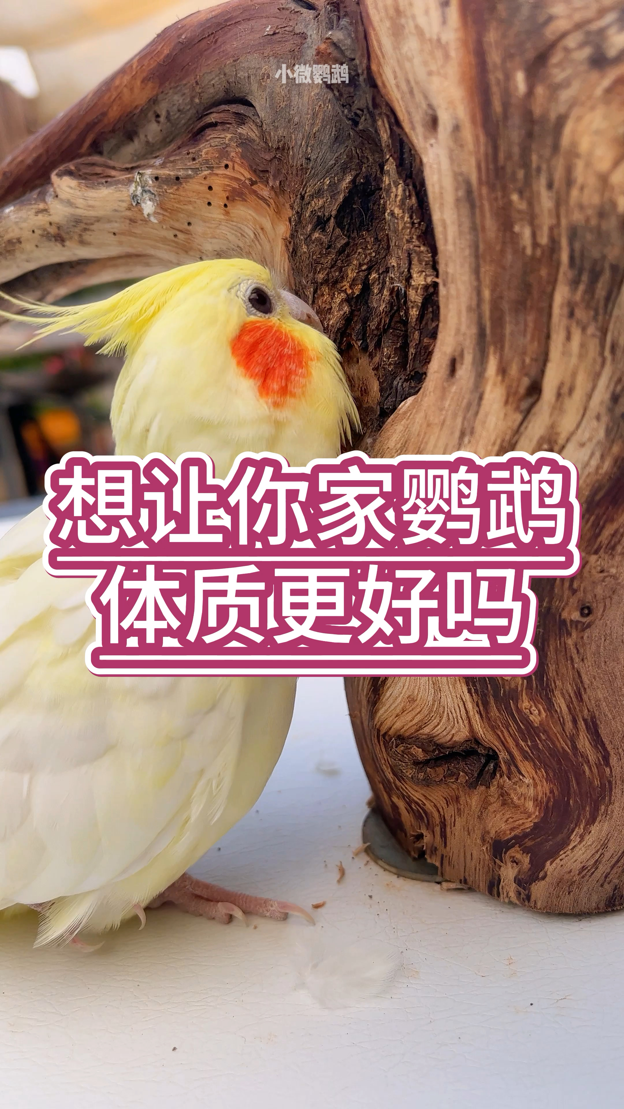 想要你家鹦鹉体质更好吗,快给它用上这个墨鱼骨吧