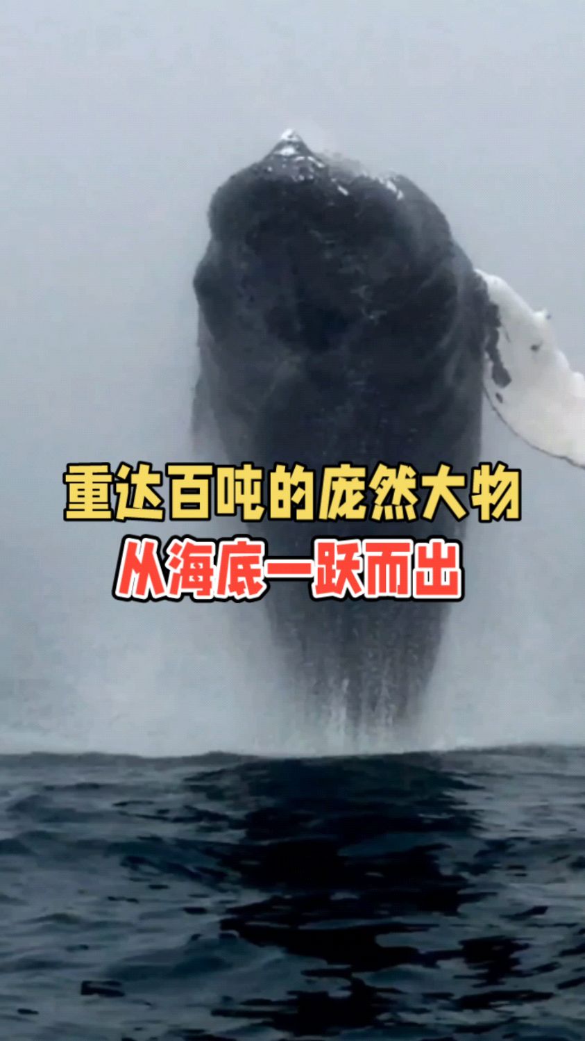 重达百吨的庞然大物!从海底一跃而出!