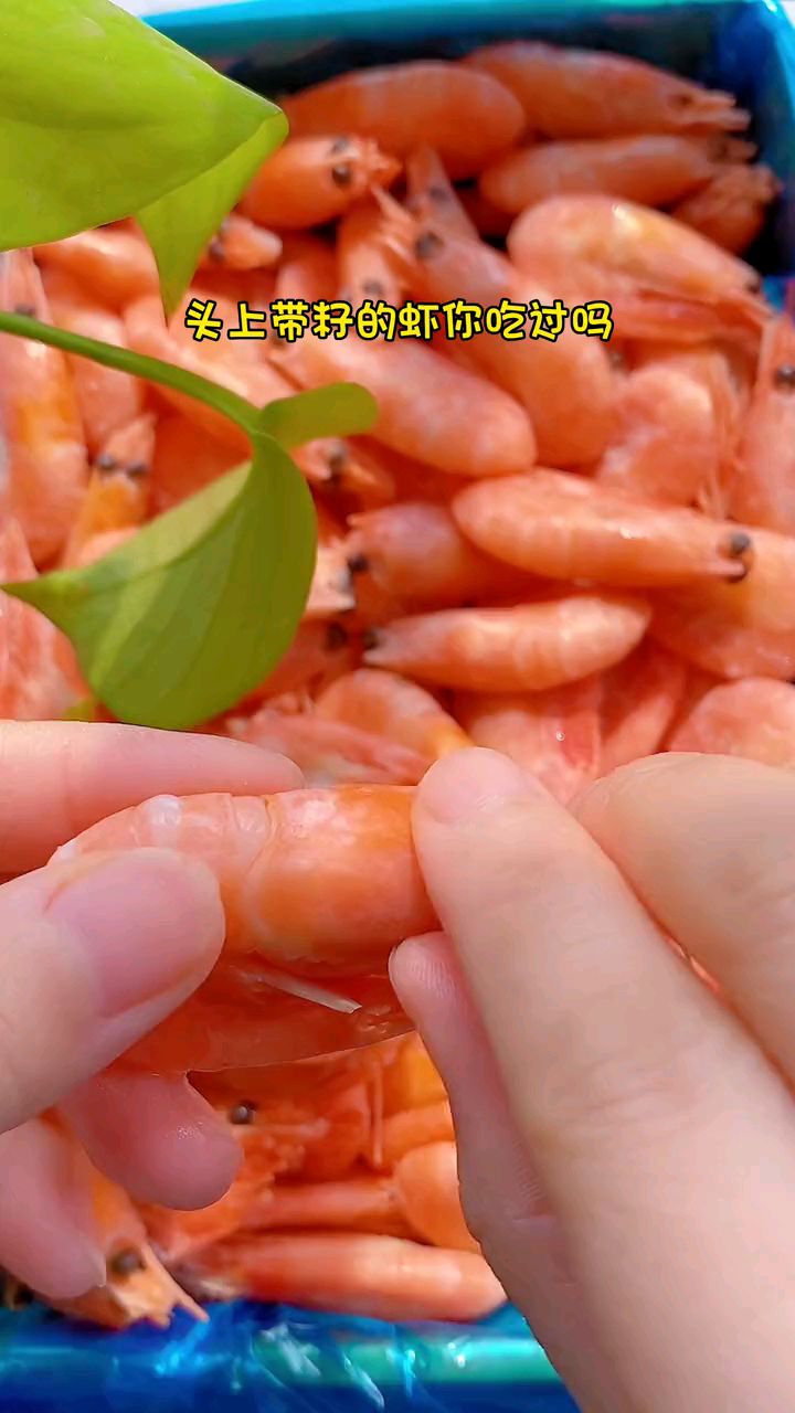 头上带籽的虾你吃过吗?