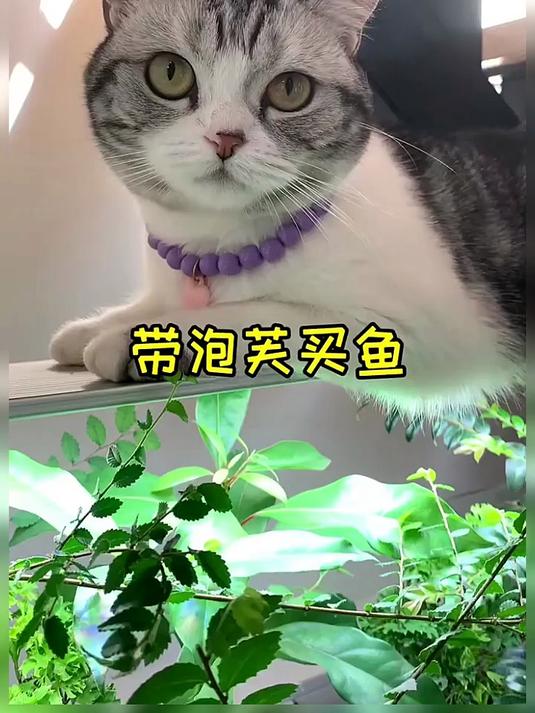 带泡芙去买了100条小热带鱼