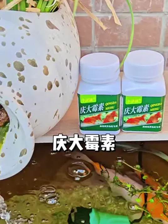 庆大霉素能治鱼病?新手养鱼必知的实用秘籍
