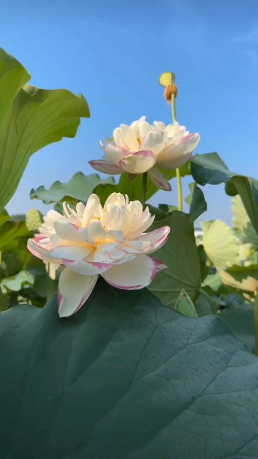 荷花,大自然的舞者,美丽的仙子