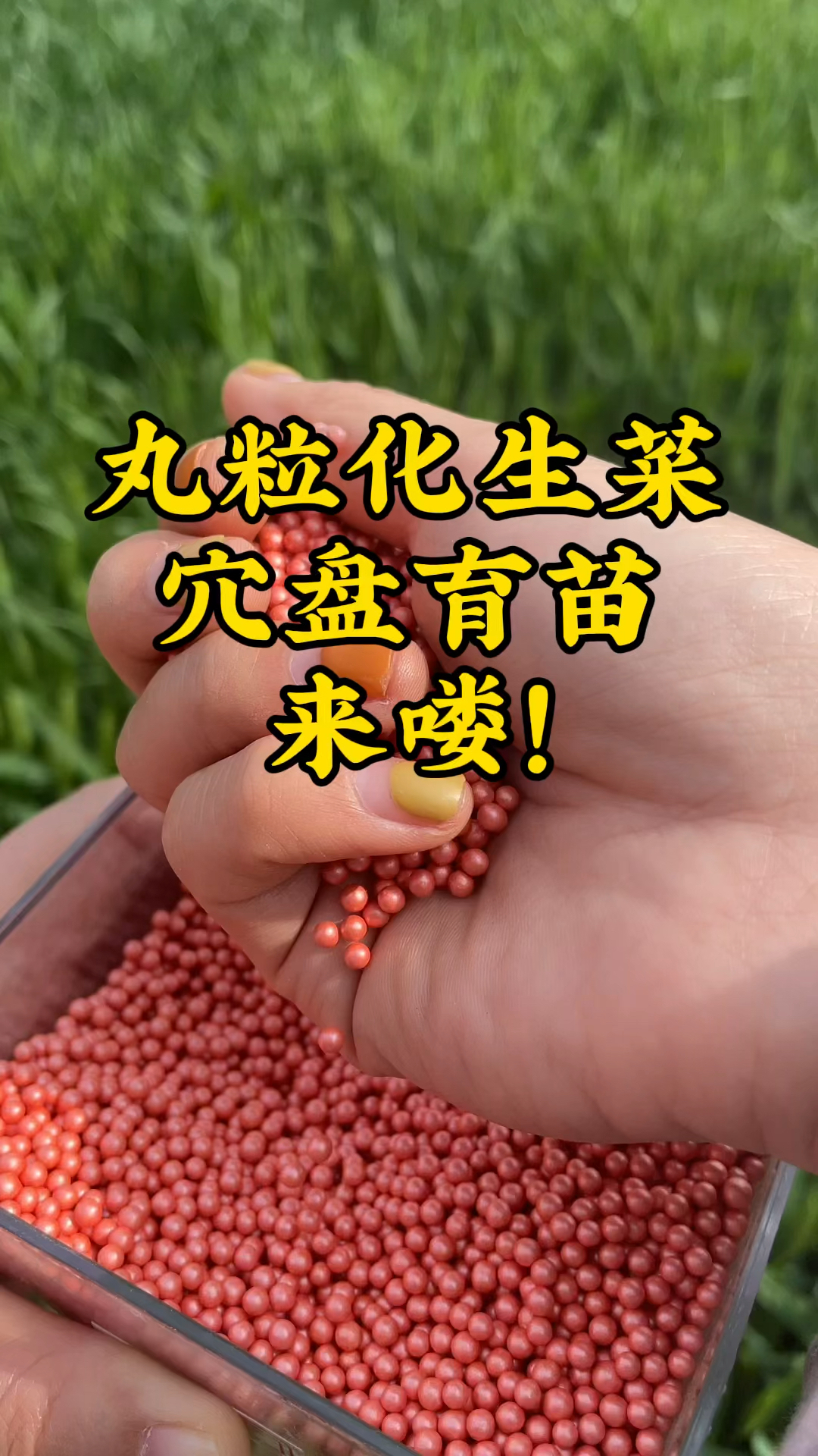 丸粒化生菜穴盘育苗,轻松播种提质增收#播种机#育苗机#农业种植