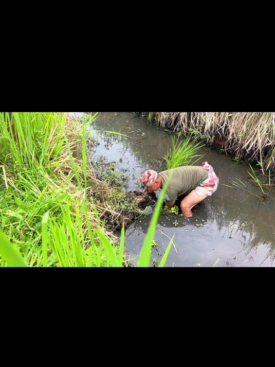 拐哥带表妹抓鳝，退水的水沟里全是莽子鳝鱼