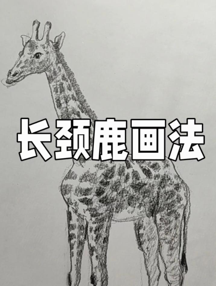 长颈鹿速写画法,简单又生动
