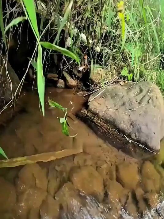 水下摄像头高清实拍溪鱼咬钩