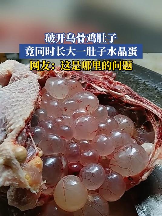 破开乌骨鸡肚子,竟同时长大一肚子水晶蛋,网友:这是哪里的问题