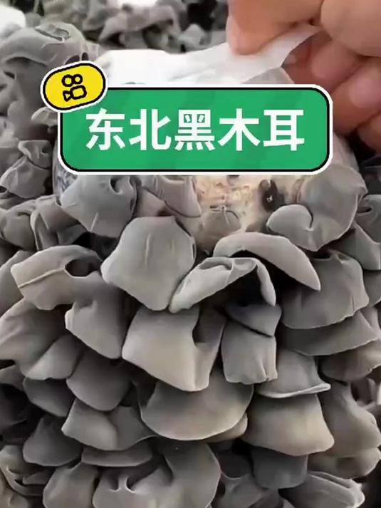 正宗东北秋木耳,营养美味,全家适宜～