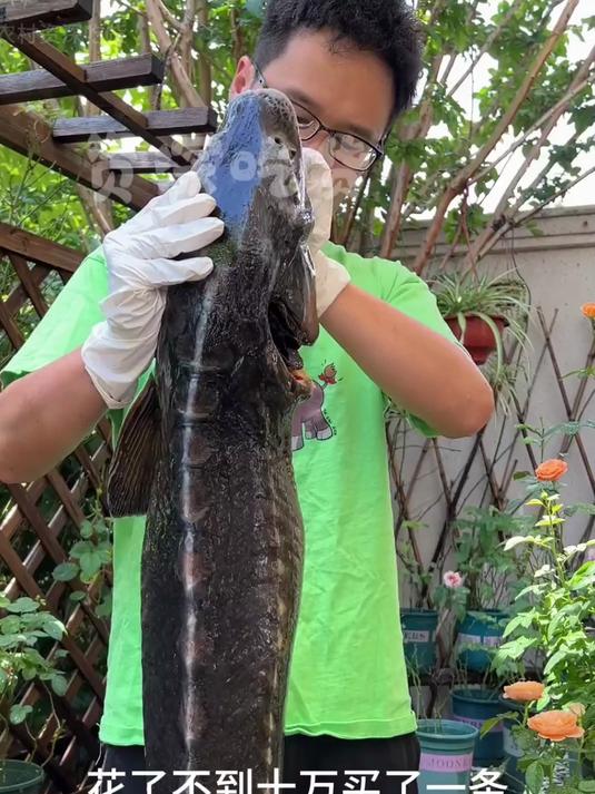 花了不到十万,买了一条人工养殖的鲟鱼,做个鱼子酱