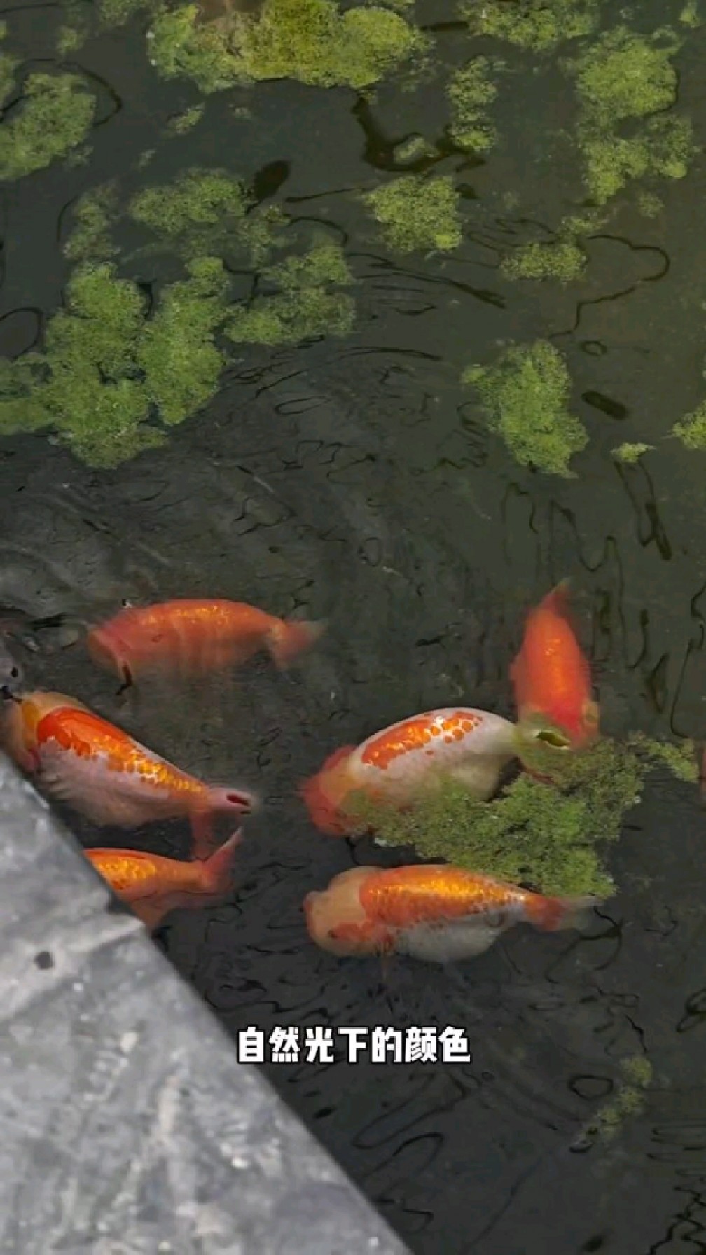 还是红白兰寿金鱼好看!