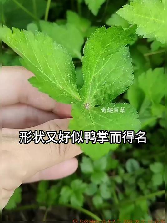 春天必吃的野菜鸭儿芹，你有吃过吗？