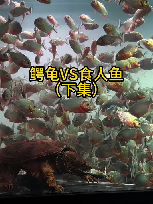 鳄龟vs食人鱼第二集