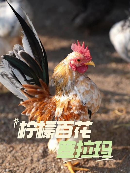 塞拉玛为什么不下蛋啊