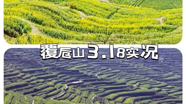 3.18覆卮山梯田油菜花实况 油菜花已经开啦