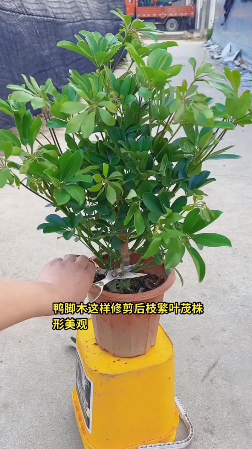 鸭脚木修剪是关键