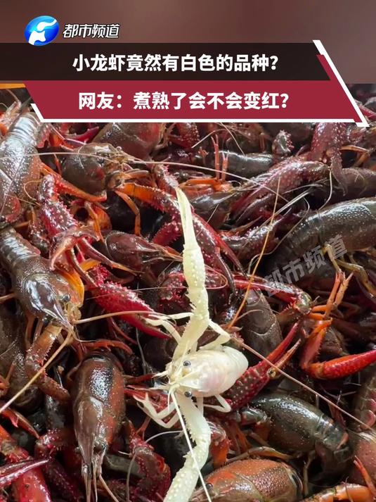 小龙虾竟然有白色的品种？网友：煮熟了会不会变红？