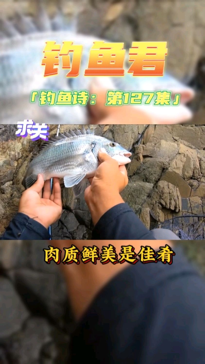 钓鱼君之钓鱼口诀:第127集(钓黑鲷鱼)鱼类百科,各位钓过此鱼吗