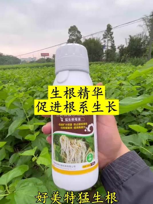 大蒜小麦蔬菜生根有妙招 选对生根剂很关键