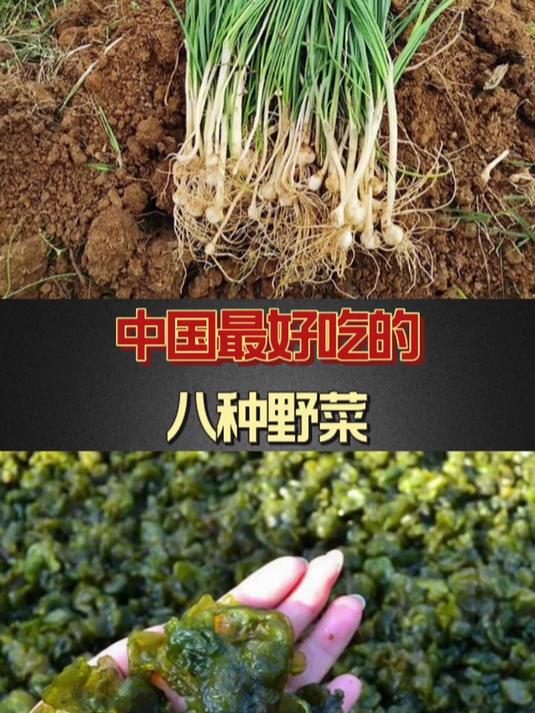 中国最好吃的八种野菜