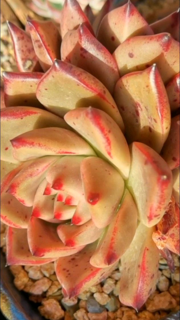 花间语录六:多肉红颜蜜语,它的魅惑红嘴唇,在诉说着怎样的人世情怀?