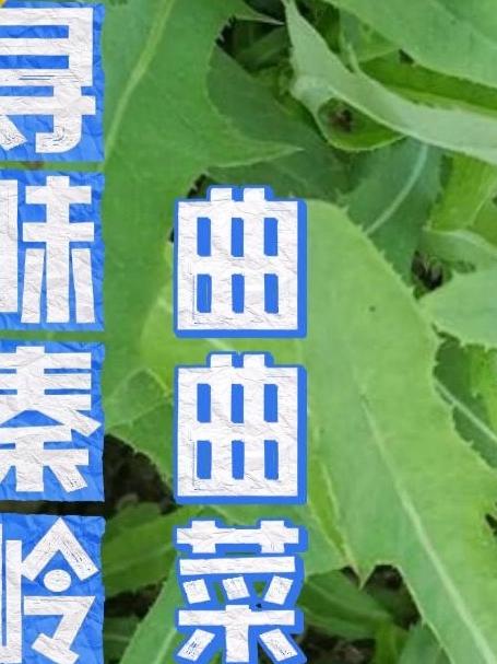 曲曲菜，是长在沟坎边最倔强的清苦